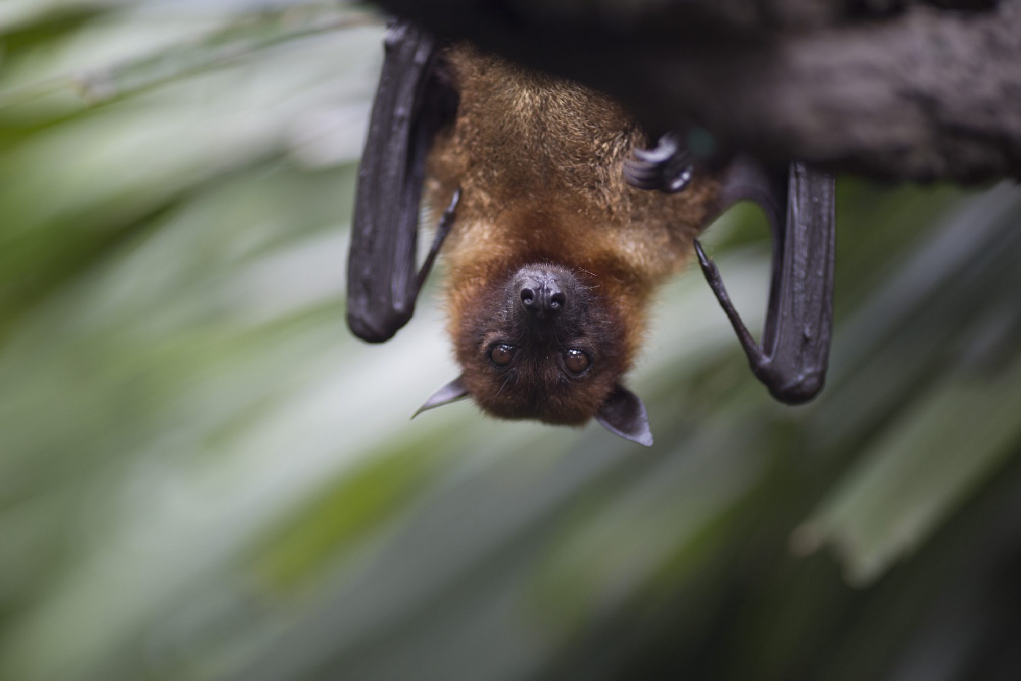 China warns of bats carrying new types of coronavirus