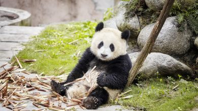 Qatar to get Arab world's first Panda habitat