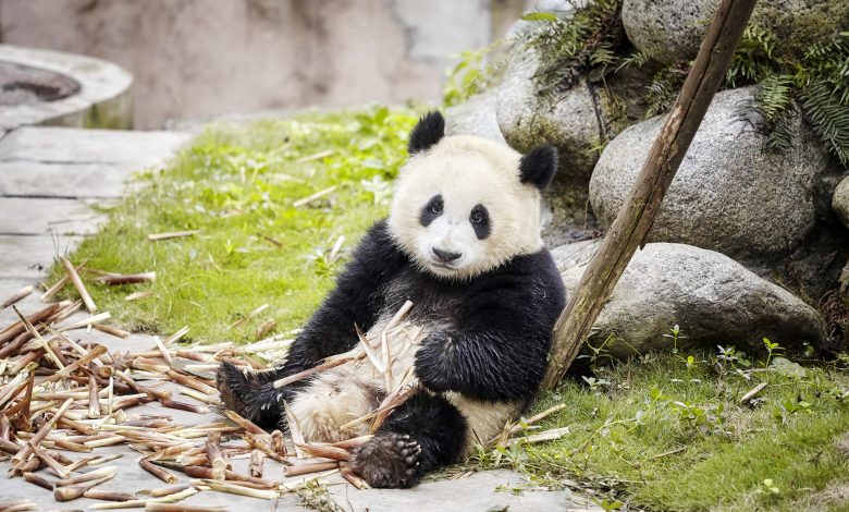Qatar to get Arab world's first Panda habitat