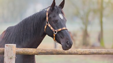 Katara to Launch First Edition of International Arabian Horse Festival in February