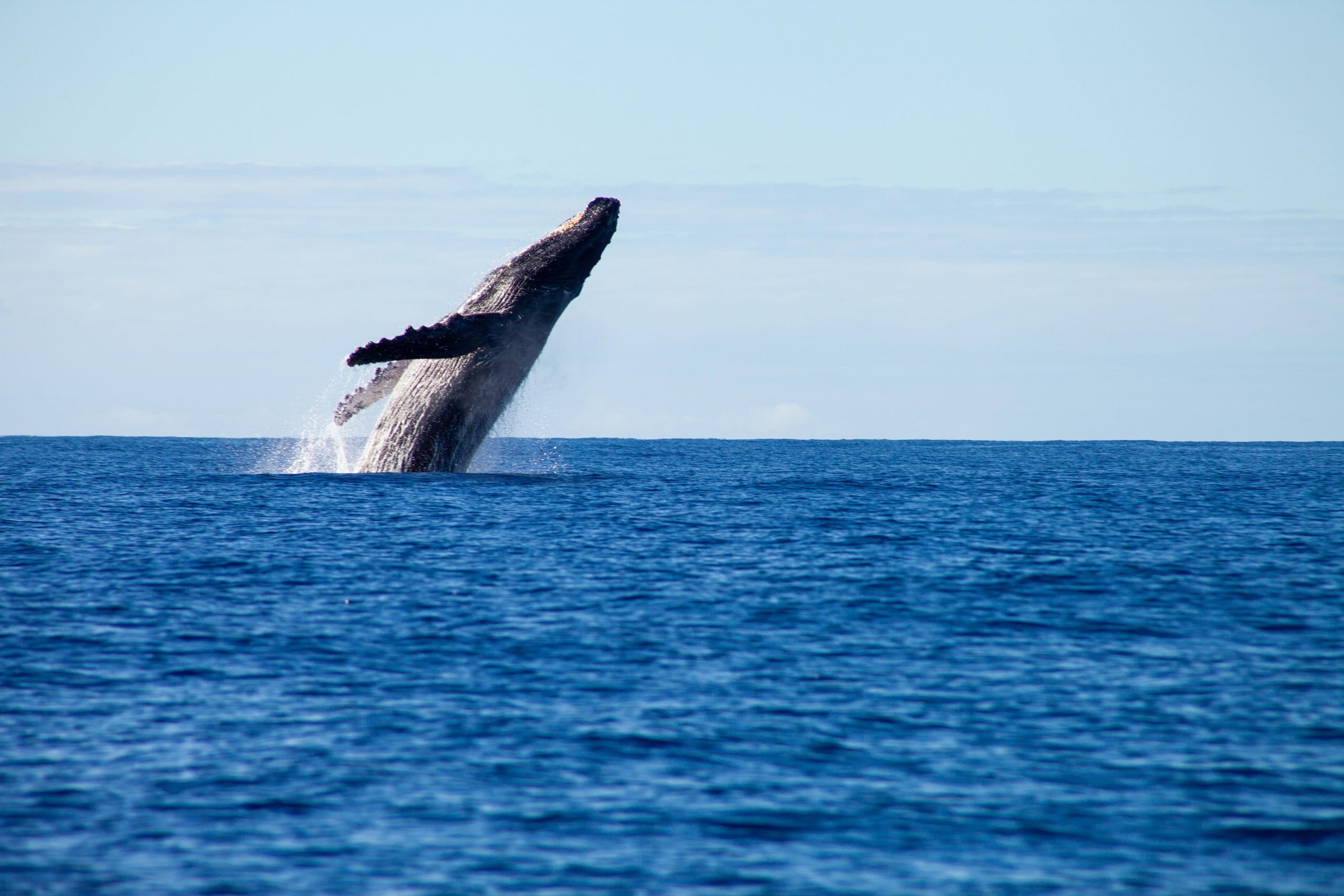 Cual es la ballena más grande