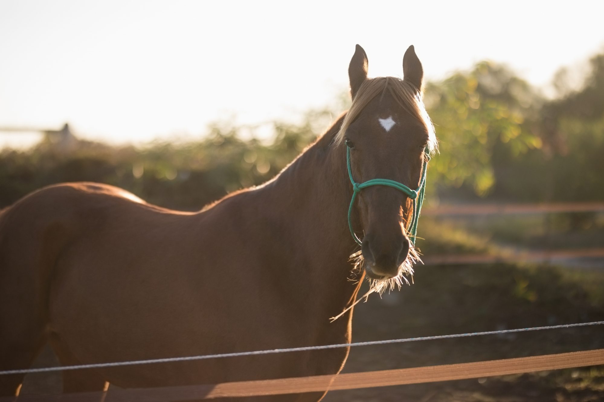 QF's Equine Veterinary Medical Center to Oversee Local Animal Research
