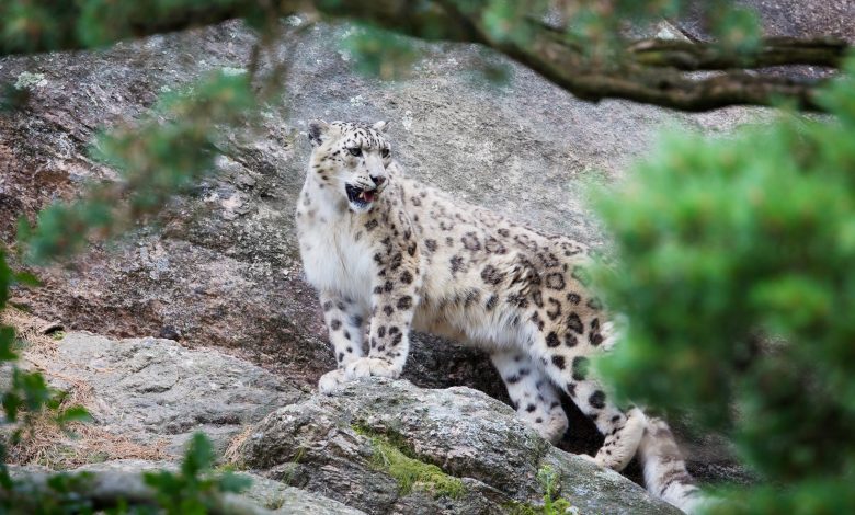 Coronavirus infects snow leopard