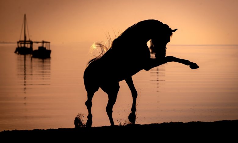 Details of Katara International Arabian Horse Festival Announced