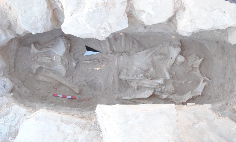 Qatar Museums announces a new archaeological discovery in Al-Aseela