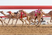 Father Amir Camel Racing Festival Continues with Strong Competitions
