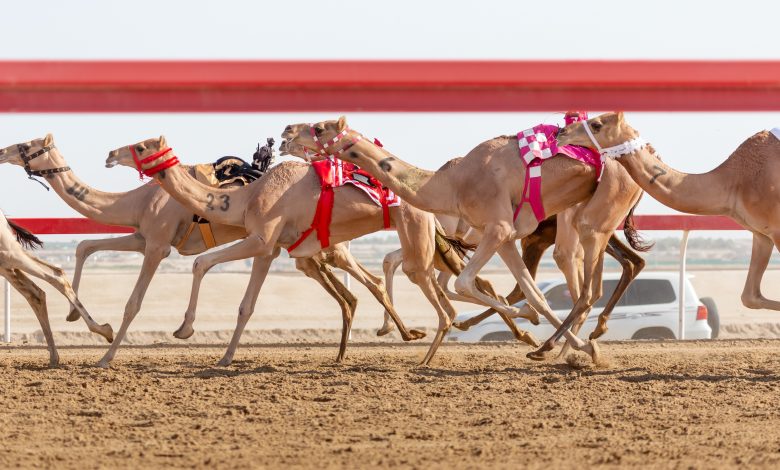 Father Amir Camel Racing Festival Continues with Strong Competitions