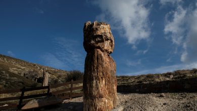 Scientists in Greece find 20 million-year-old petrified tree