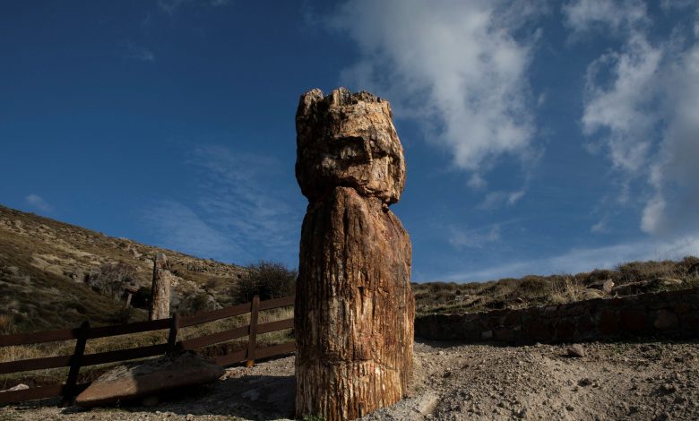 Scientists in Greece find 20 million-year-old petrified tree