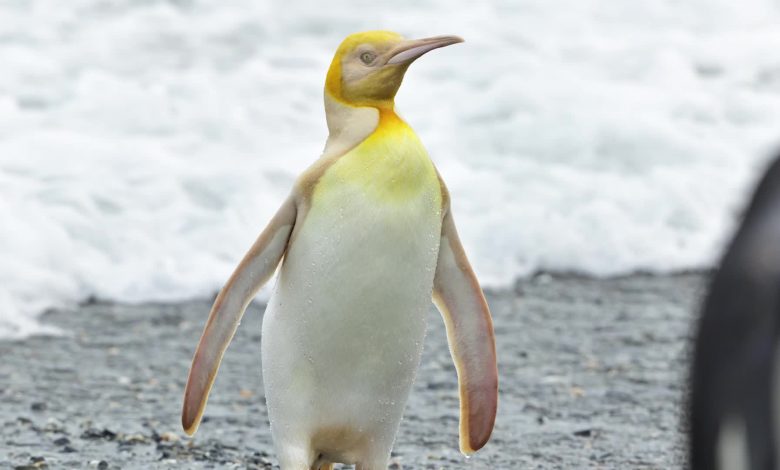 'Never seen before' yellow penguin spotted in South Atlantic