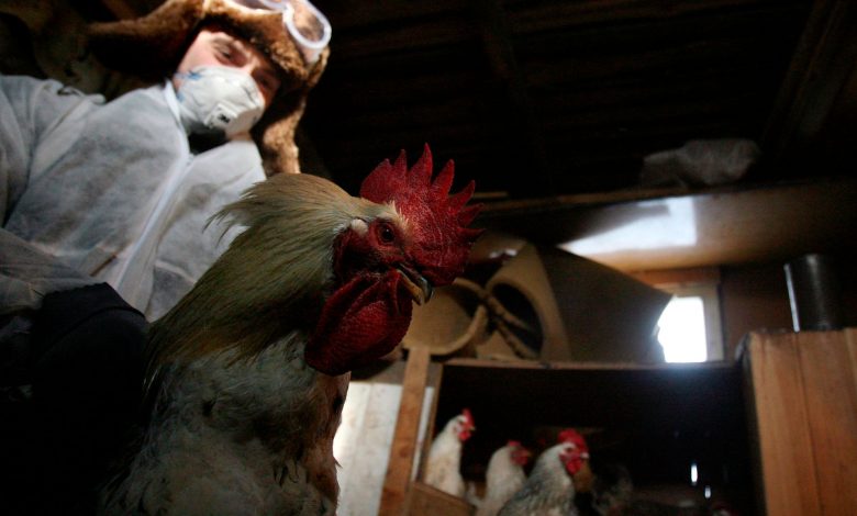 Russia Confirms First Case of Human Infection with H5N8 Strain of Bird Flu