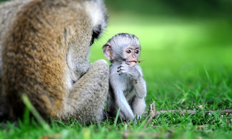 Monkey Plays Video Games With His Mind