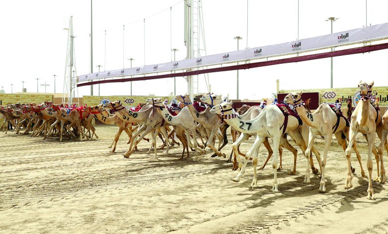 Camel Racing: Amir Festival Sees Six Silver-Trophy Winners