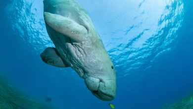 NMoQ Partners with Research Entities to Support Study of Dugong