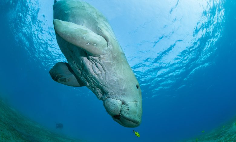 NMoQ Partners with Research Entities to Support Study of Dugong