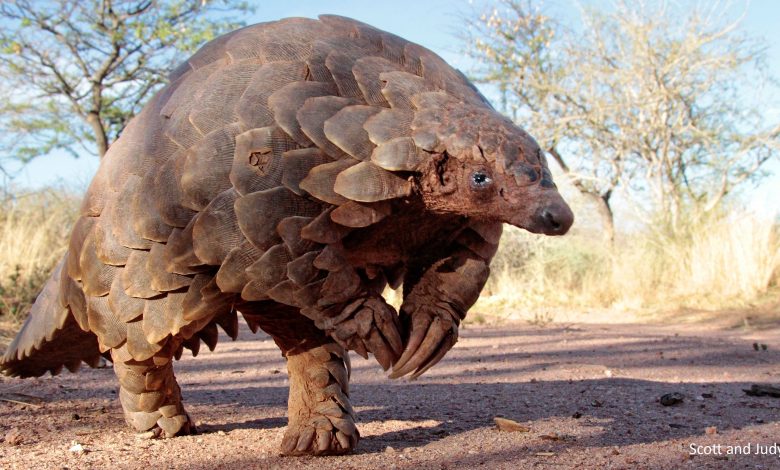 ‘Pangolin’ among possible sources of Coronavirus spread: WHO