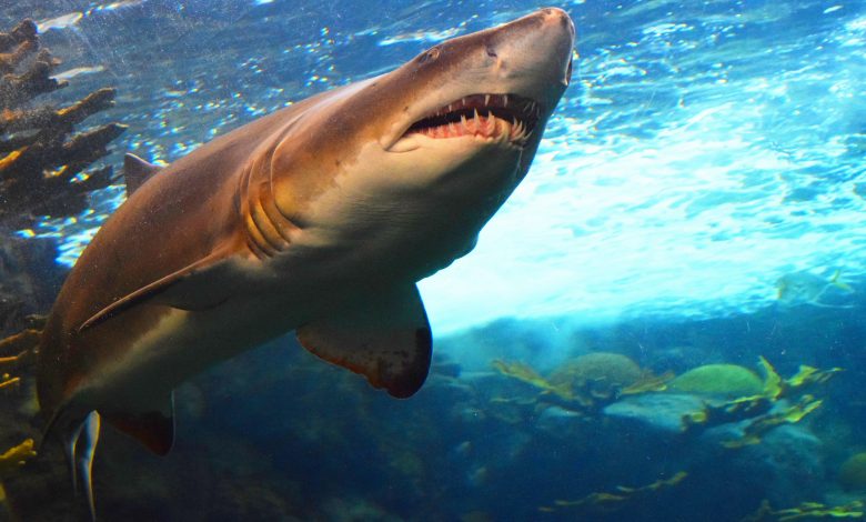 Sharks Surprise Omani Fishermen