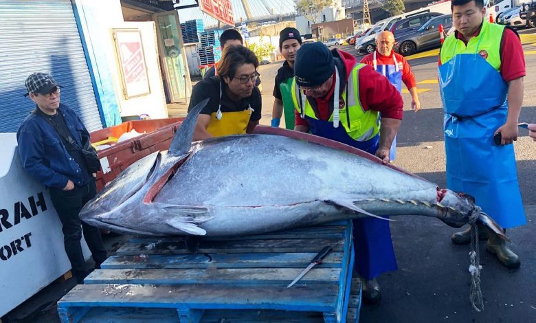 271-kg tuna caught off the coast of Australia