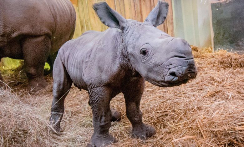 Dutch zoo witnessed the birth of a rhino