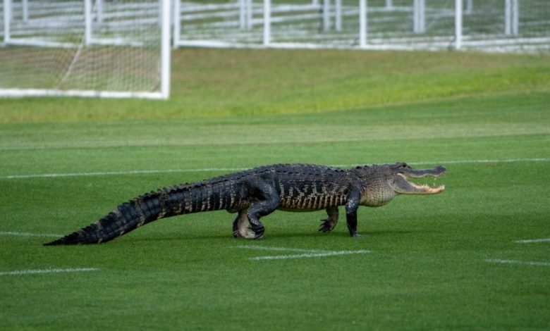Gator crashes Toronto FC training session in Florida