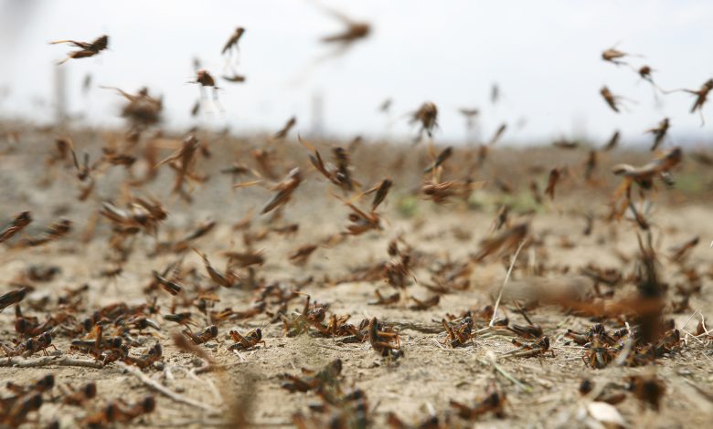 Jordanian Air Force helps combat locust swarms