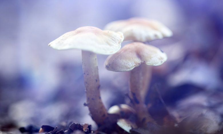 New study: Magic mushroom compound 'promising' for depression
