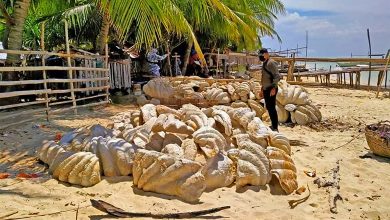 Giant clam shells worth $25 million seized in Philippine raid