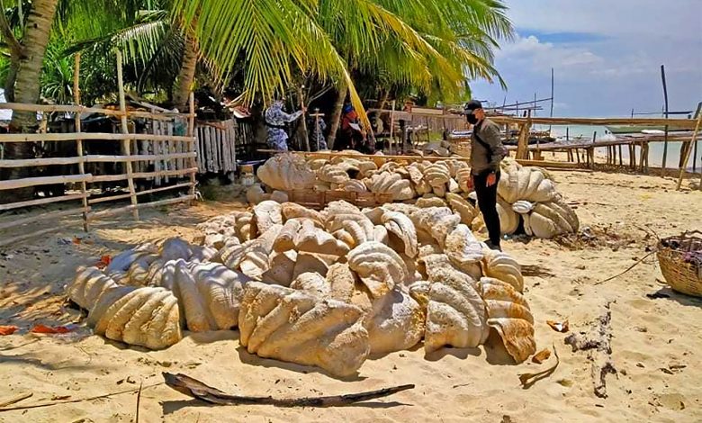 Giant clam shells worth $25 million seized in Philippine raid