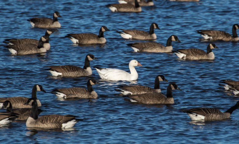 100 geese to Al Bayt Stadium and Aspire Park ponds