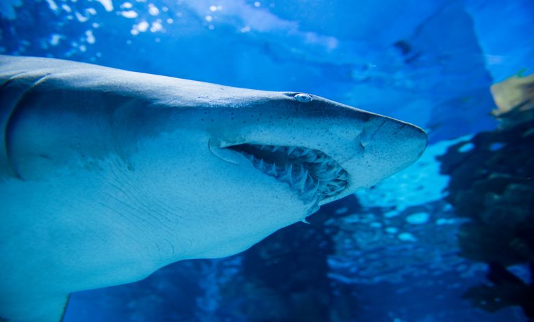 Electronic Devices to Deter Shark Attacks