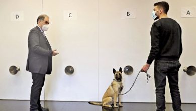 Lebanese doctor’s drive to curb COVID-19 with sniffer dogs