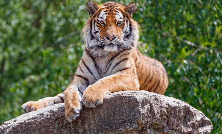Wanted: Bengal Tiger Seen Roaming Texas Neighborhood