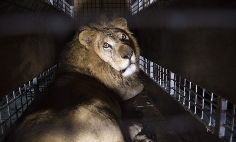 QA Cargo returns seven rescued lions to natural habitat for free