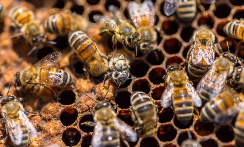 Bees in the Netherlands trained to detect COVID infections