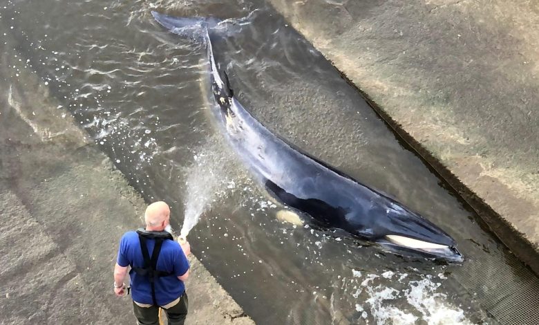 Minke whale calf put down after getting stranded in London