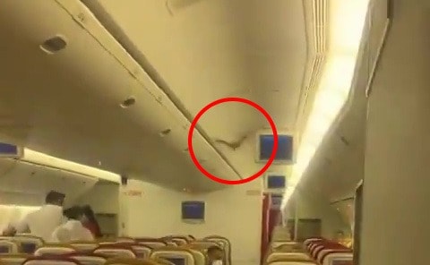 Bat found on Air India flight!