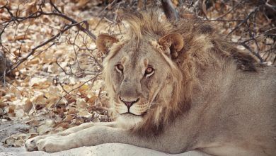 Somaliland authorities shoot lion dead after evening on the loose