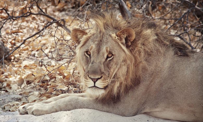 Somaliland authorities shoot lion dead after evening on the loose
