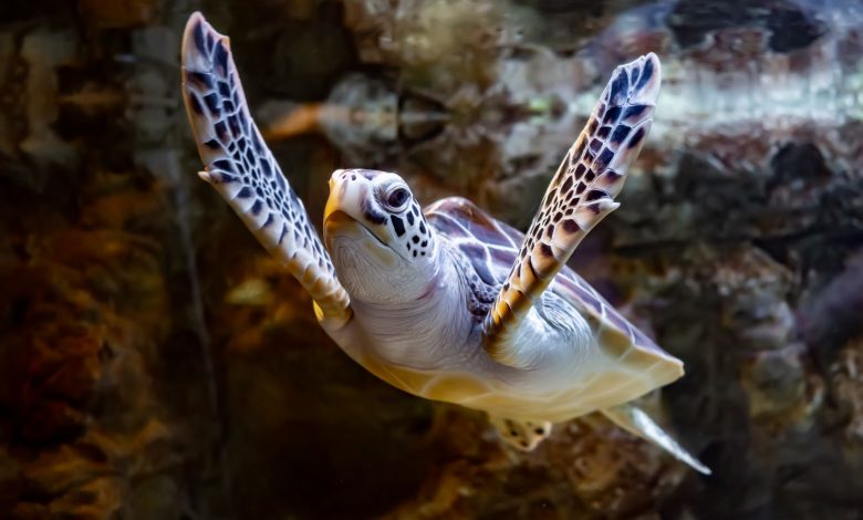 Turtle lays 245 eggs at Fuwairit Beach