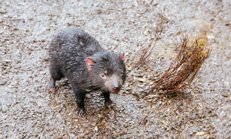 Tasmanian devils born on Australian mainland in rewilding push