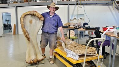 New dinosaur species discovered in Australia, one of world's biggest