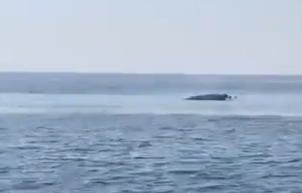 A pair of whales spotted near Jazirat Halul