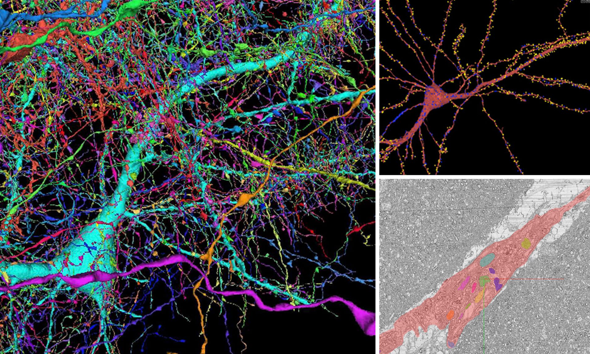 Google and Harvard scientists create 3D map of the human brain