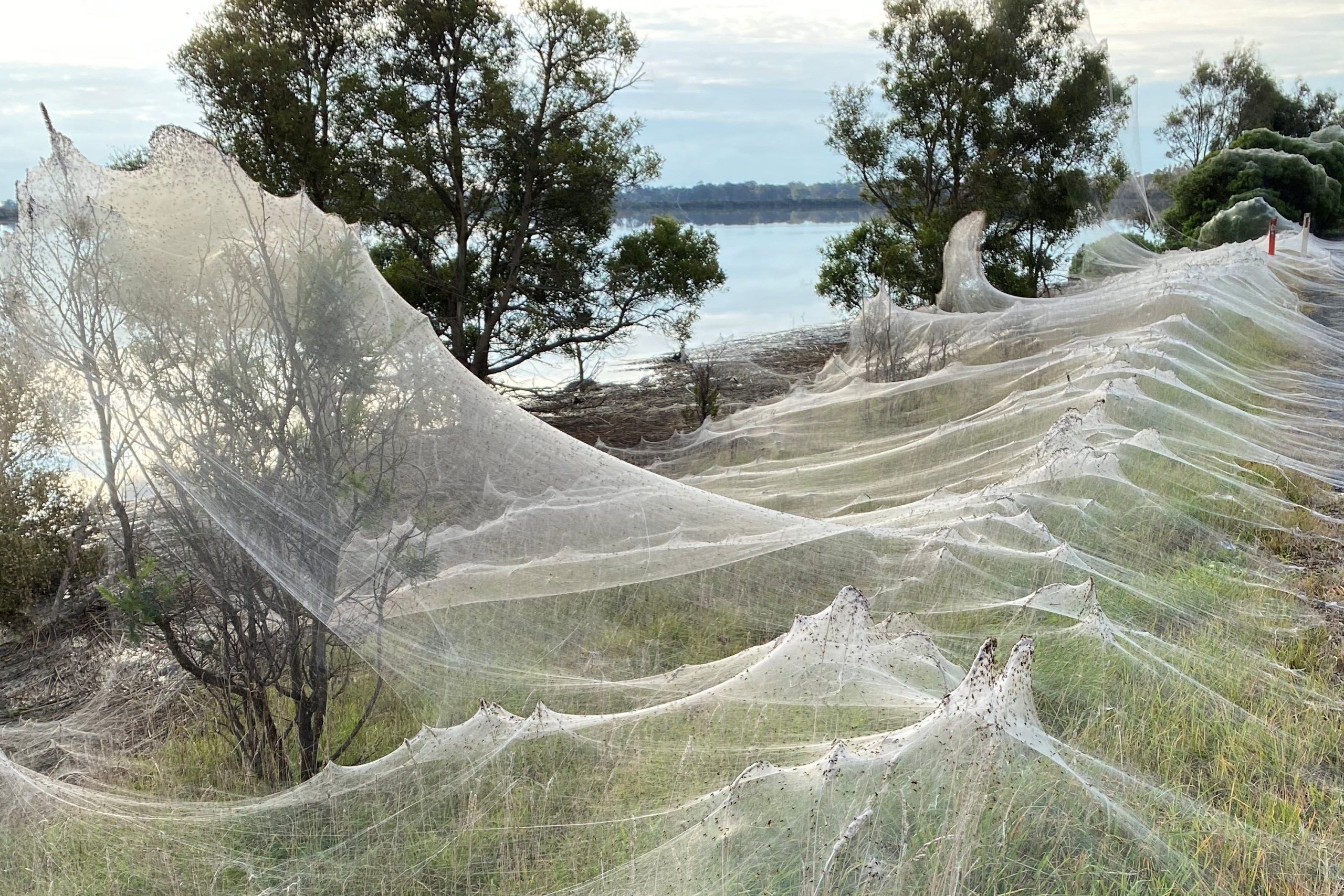 Spider webs cause panic in Australia