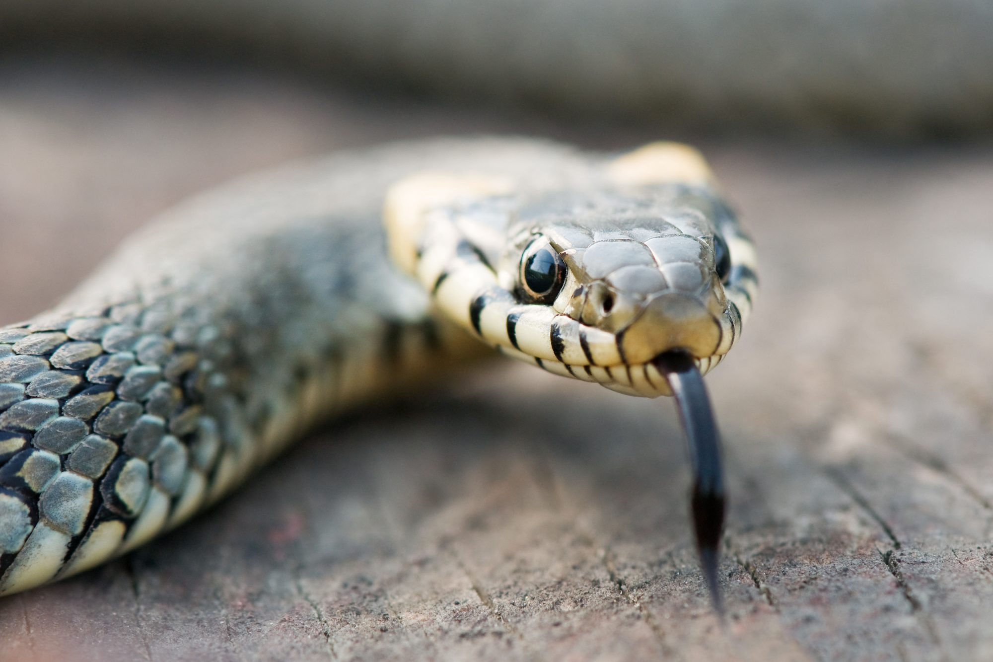 6 things that attract snakes to your home