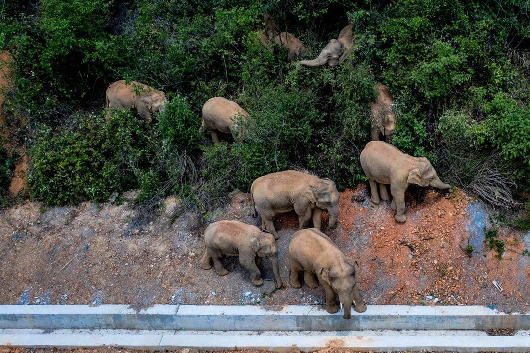 Herd of elephants Spreads terror in China's streets