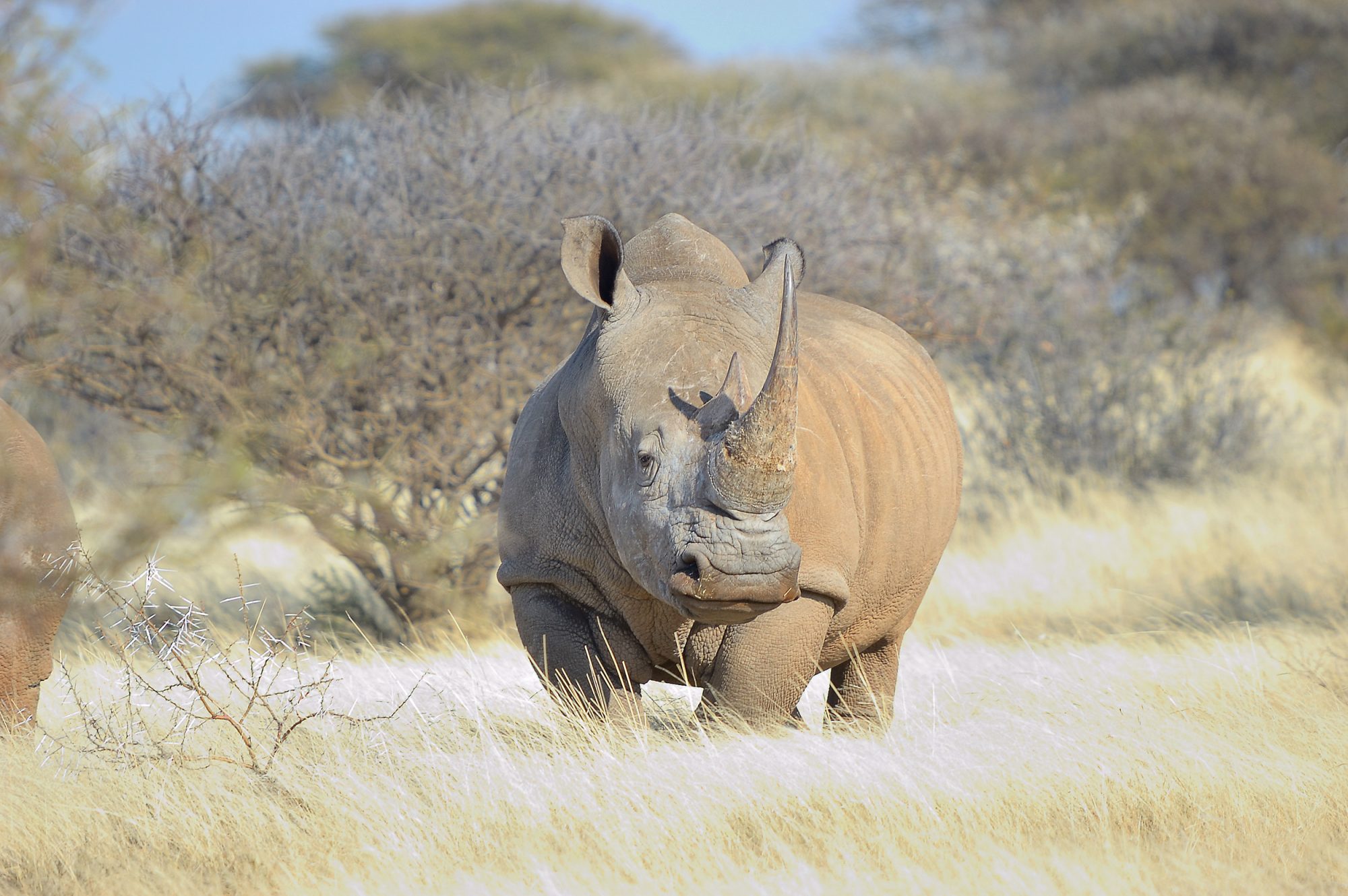 Has rhino gone extinct after 55 million years on Earth?