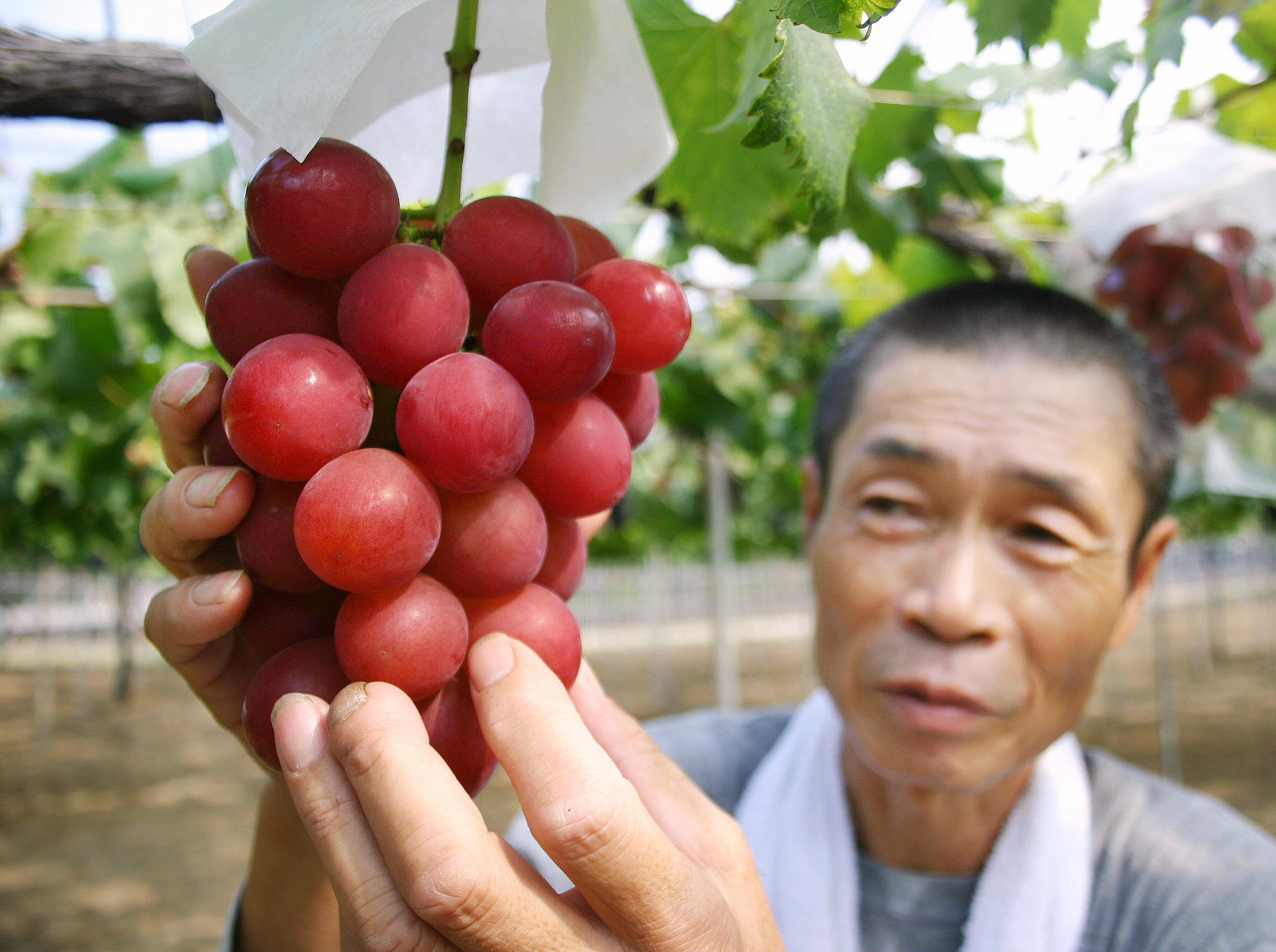 Bunch of Japan grapes fetches $12,700