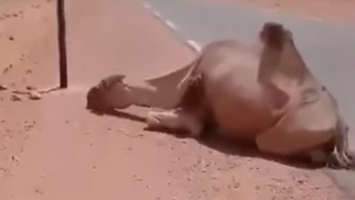 Algerian saves camel from death at 50°C
