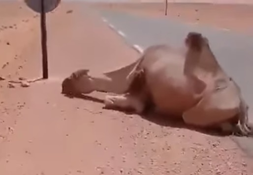 Algerian saves camel from death at 50°C